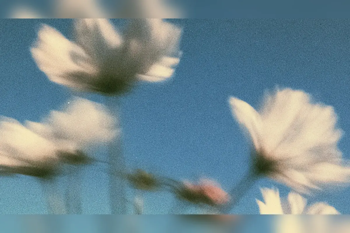 פרחי קוסמוס על רקע שמיים כחולים, דוגמה לתמונה שנוצרה במודל MAI Image 2.7